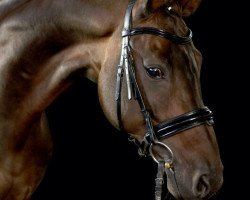 dressage horse Sansibar 95 (Hanoverian, 2008, from Sandro Hit)