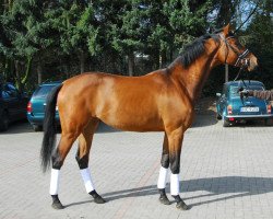 broodmare Sanlarina (Oldenburg, 2008, from Sandro Hit)