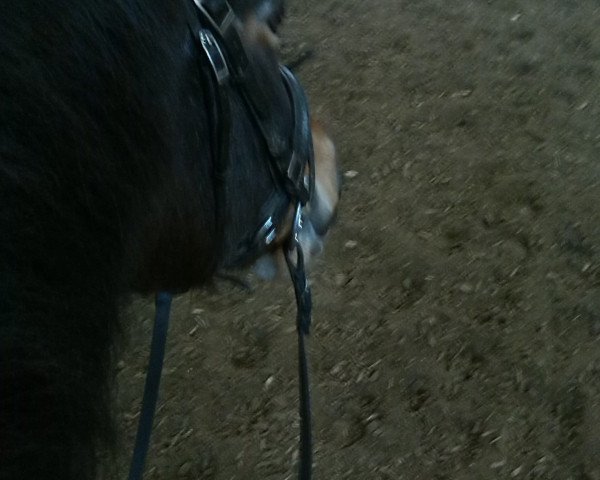 dressage horse Darina C (German Riding Pony, 1997, from Zitnas Senator)