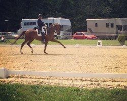 dressage horse Salesman (Oldenburg, 2005, from Sir Donnerhall I)