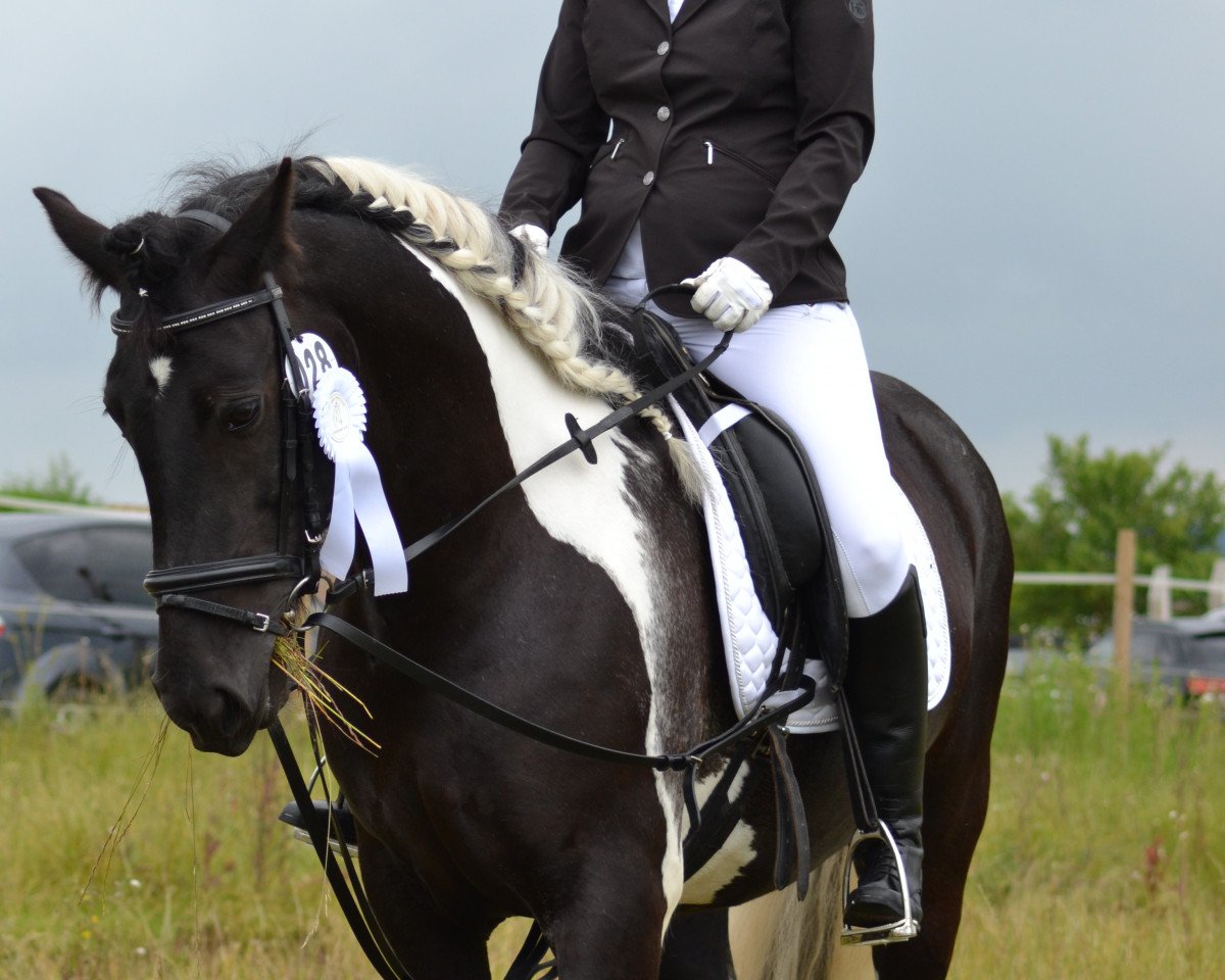 dressage horse Fermin v.d. Tukker (Tinker / Irish Cob / Gypsy Vanner, 2008)
