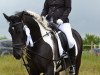 dressage horse Fermin v.d. Tukker (Tinker / Irish Cob / Gypsy Vanner, 2008)