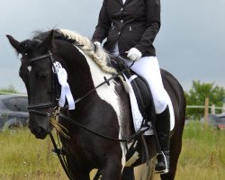 Dressurpferd Fermin v.d. Tukker (Tinker / Irish Cob / Gypsy Vanner, 2008)