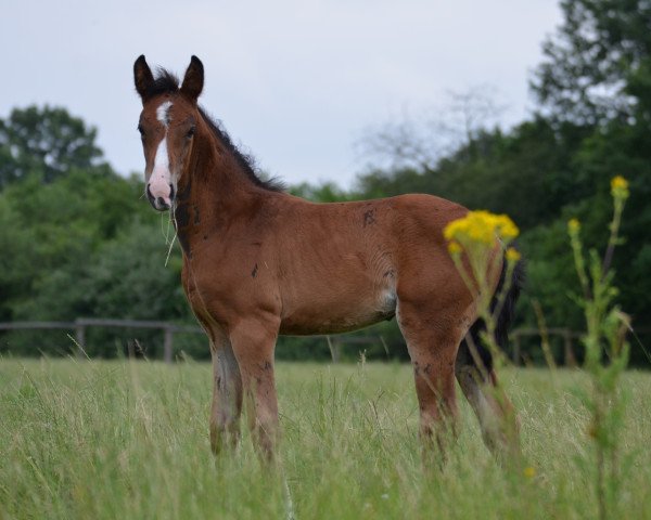 dressage horse Kolvenfeld's Farbenfee (Westphalian, 2016, from Farbenspiel)