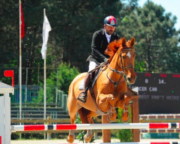 Pferd Everest van 't Heike (Belgisches Warmblut, 2004, von Nabab de Rêve)