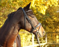 dressage horse Sommerhit 2 (Oldenburg, 2006, from Sandro Hit)