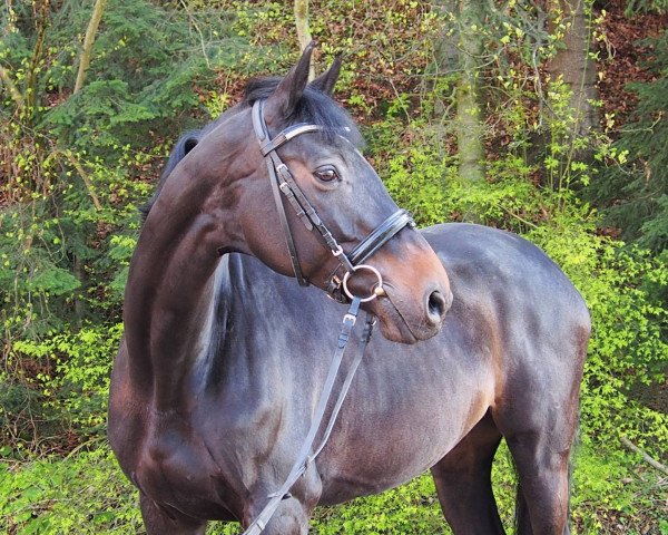 Pferd Voltaccia (Holsteiner, 2005, von Limbus)