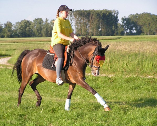 horse Non Stop Merrylegs (German Riding Pony, 1998, from Seven Mountain Natan)