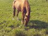 broodmare Gloria 469 (Saxony-Anhaltiner, 1998, from Graf Anhalt E)