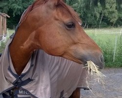 dressage horse Forever 160 (German Riding Pony, 2008, from Heidbergs Nancho Nova)