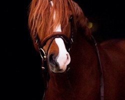 stallion New Sunny Boy (German Riding Pony, 2010, from Heidbergs Nancho Nova)