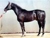 stallion Arsin (Ukrainisches riding horse, 1977, from Inbar)