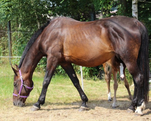 Zuchtstute Ina (Deutsches Reitpferd, 1997, von Ratero)