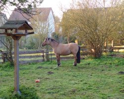 horse De Baviera Guapa (Criollo, 2007, from Tape Isidoro)