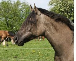 broodmare Pampa de la Selva (Criollo,  , from Ahi Veremos Paisano)