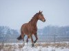 dressage horse Freemann (German Sport Horse, 2010, from Fürst Fugger)