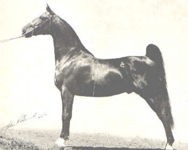 Deckhengst King Coe (American Saddlebred Horse, 1939, von Rex Firefly)