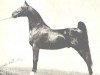 Deckhengst King Coe (American Saddlebred Horse, 1939, von Rex Firefly)