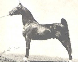 stallion King Coe (American Saddlebred Horse, 1939, from Rex Firefly)