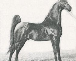 Deckhengst Longview's Supreme (American Saddlebred Horse, 1960, von Valley View Supreme)