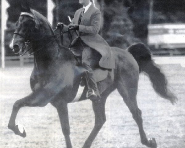 stallion Harlem Time (American Saddlebred Horse, 1987, from Harlem Globetrotter)