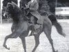 stallion Harlem Time (American Saddlebred Horse, 1987, from Harlem Globetrotter)