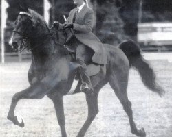 Deckhengst Harlem Time (American Saddlebred Horse, 1987, von Harlem Globetrotter)