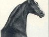 Deckhengst Oman's Desdemona Denmark (American Saddlebred Horse, 1953, von Anacacho Denmark)