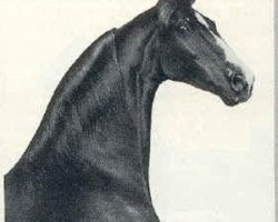 stallion Oman's Desdemona Denmark (American Saddlebred Horse, 1953, from Anacacho Denmark)