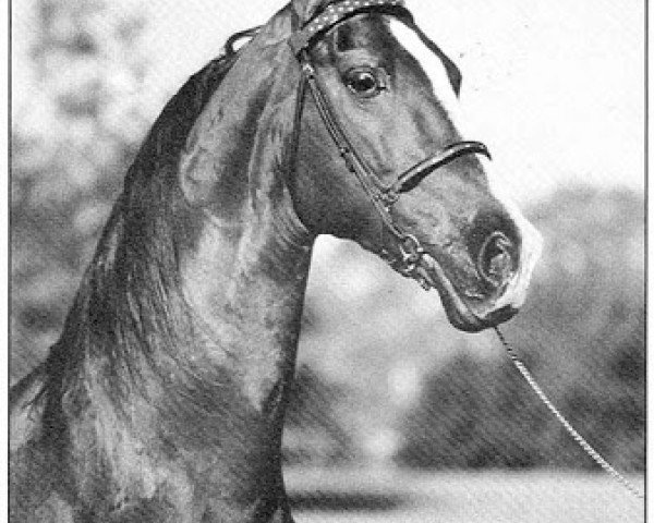 Deckhengst Attache (American Saddlebred Horse, 1972, von Chief of Greystone)