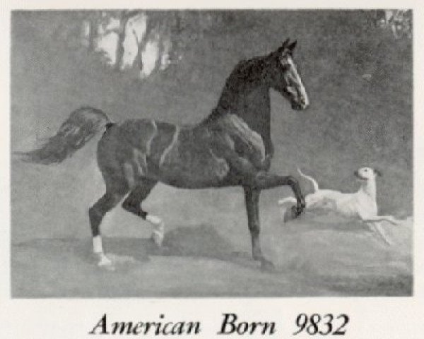 stallion American Born (American Saddlebred Horse, 1921)