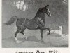 Deckhengst American Born (American Saddlebred Horse, 1921)