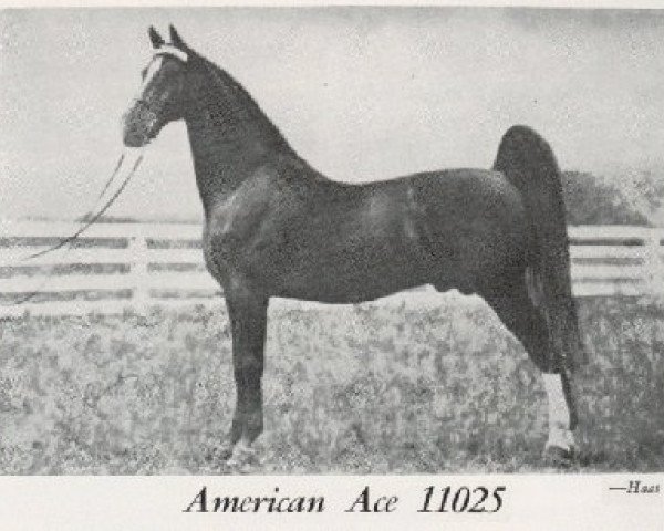 Deckhengst American Ace (American Saddlebred Horse, 1929, von American Born)