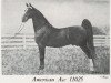 stallion American Ace (American Saddlebred Horse, 1929, from American Born)