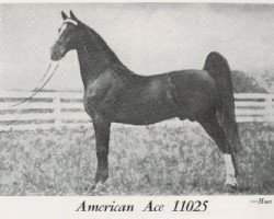 stallion American Ace (American Saddlebred Horse, 1929, from American Born)