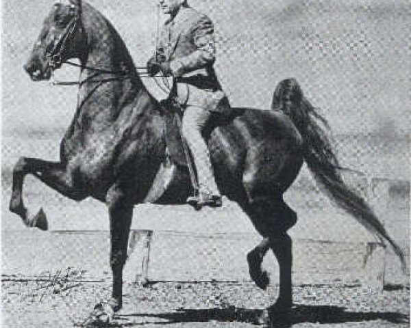 Deckhengst Genius Bourbon King (American Saddlebred Horse, 1943, von Bourbon Genius)