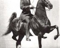 stallion Valley View Supreme (American Saddlebred Horse, 1952, from Genius Bourbon King)