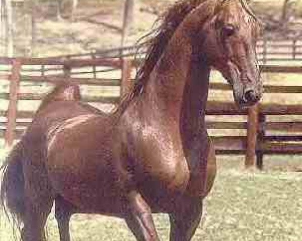 stallion Supreme Sultan (American Saddlebred Horse, 1966, from Valley View Supreme)