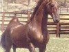 stallion Supreme Sultan (American Saddlebred Horse, 1966, from Valley View Supreme)