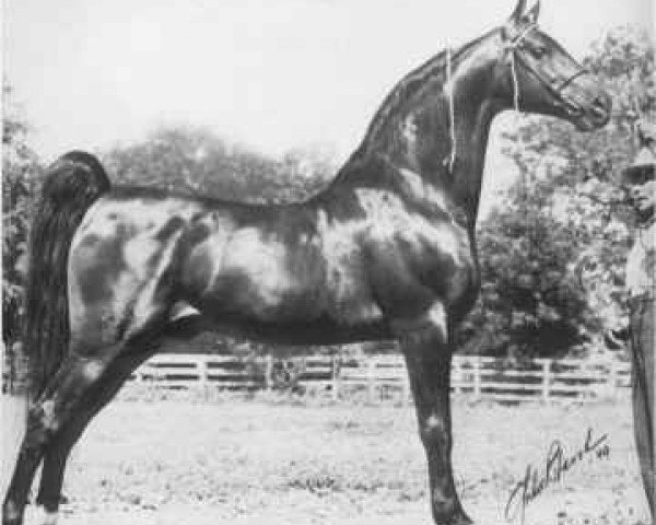 Deckhengst Society Rex (American Saddlebred Horse, 1937, von Kalarama Rex (ex. His Lordship))