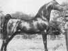 stallion Society Rex (American Saddlebred Horse, 1937, from Kalarama Rex (ex. His Lordship))