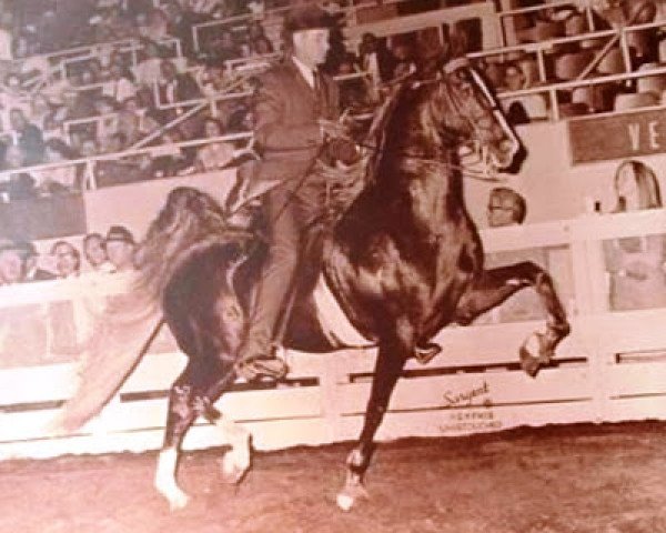 stallion Chief of Greystone (American Saddlebred Horse, 1962, from Wing Commander)