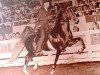 Deckhengst Chief of Greystone (American Saddlebred Horse, 1962, von Wing Commander)