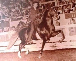 stallion Chief of Greystone (American Saddlebred Horse, 1962, from Wing Commander)