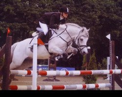 horse Duke (Welsh-Pony (Section B), 2003, from Ducat)