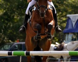 jumper Eddy 237 (Hanoverian, 2006, from Earl)