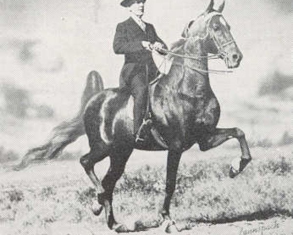 stallion Stonewall's Golden Dream (American Saddlebred Horse, 1939, from Stonewall King)