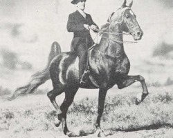 Deckhengst Stonewall's Golden Dream (American Saddlebred Horse, 1939, von Stonewall King)