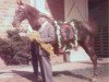 stallion Stonewall King (American Saddlebred Horse, 1920, from My King)