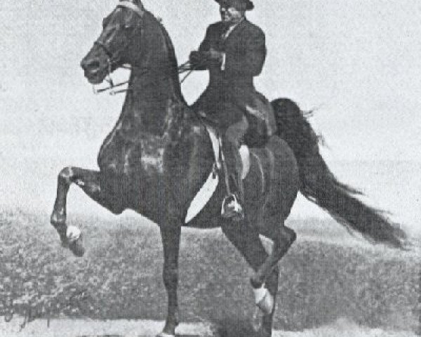 Deckhengst Wing's Fleet Admiral (American Saddlebred Horse, 1959, von Wing Commander)